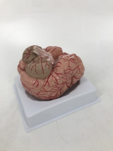 <strong>Brain</strong> Model with Arteries - Product Image 6