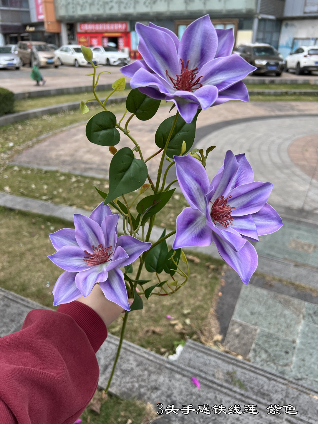 Pourpre