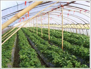 ฟิล์ม PE เรือนกระจกสองชั้นขนาดใหญ่สำหรับการเพาะปลูกเพื่อการเกษตรที่มีประสิทธิภาพ - Product Image 5