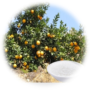 Kali Polyacrylate Hydrogel cho các nhà máy tinh thể đất thích hợp cho nông nghiệp làm vườn sap - Product Image 5