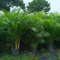 Petit palmier tropical naturel vert Dypsis Lutescens Bonsai, véritable arbre, vente en gros, plante ornementale d'intérieur