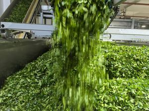 Té Verde <span class=keywords><strong>Matcha</strong></span> Orgánico Japonés a Granel, Té Verde <span class=keywords><strong>Matcha</strong></span> Ceremonial en Polvo con Muestra - Product Image 6
