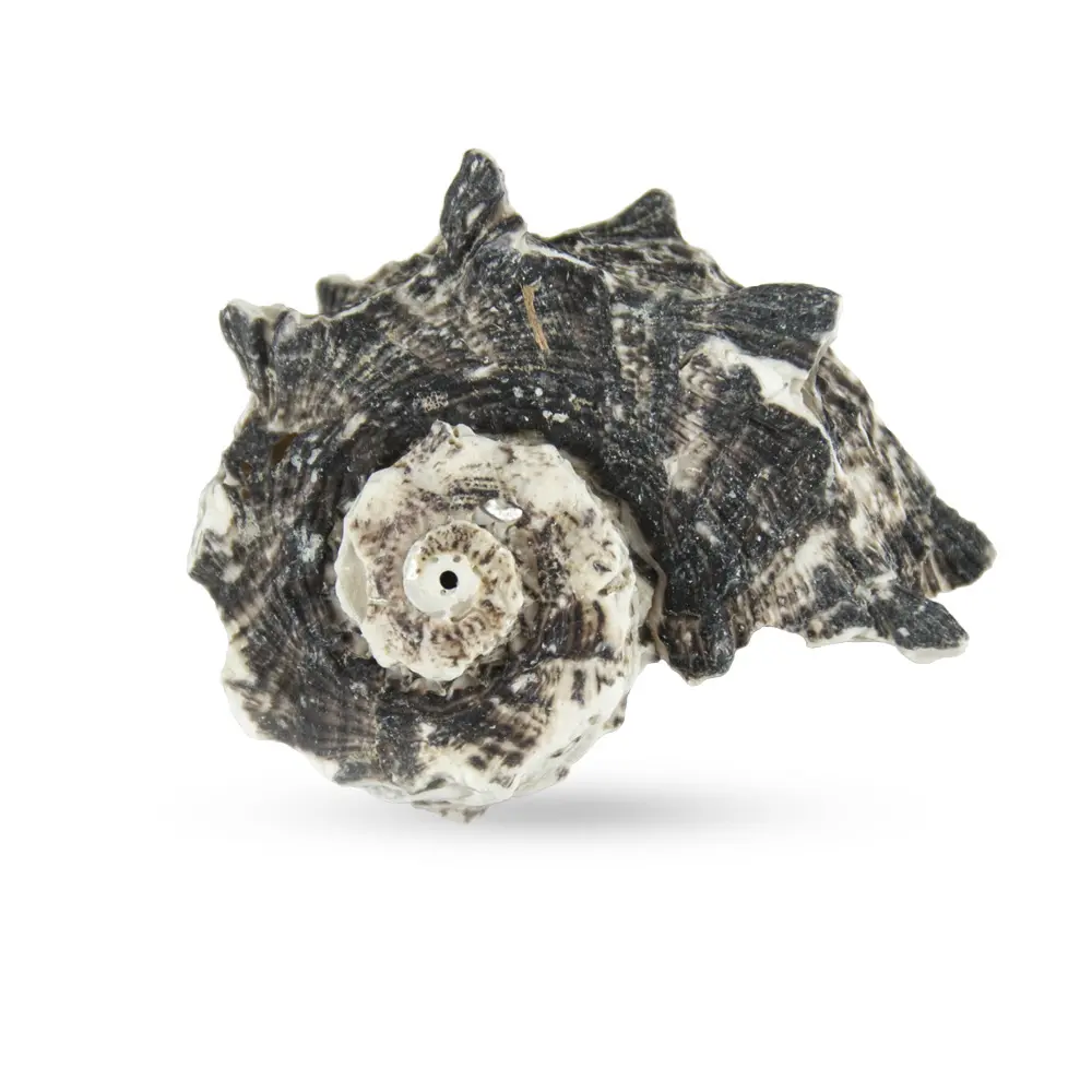 Delphinula naturelle noire, 4-5cm, lot de pièces, artisanat, bon prix