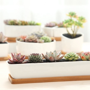 Rectangulaire De Bureau Décoratif En Céramique Blanche Succulente Planteur de fleurs de <span class=keywords><strong>Cactus</strong></span> En Céramique Pot De Fleur Plante - Product Image 3