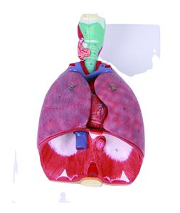 Медицинская наука анатомическая модель дыхательной системы человека - Product Image 1