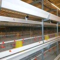 Cages pour animaux d'équipement de poulets de chair de type TBB H pour l'élevage efficace des poulets de chair