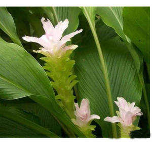 مسحوق الزنجبيل الأصفر من Curcumin Curcuma Longa Rhizoma Rhizoma Longae Longae - Product Image 5