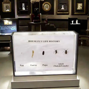 House Fly Life History Espécimen Acrílico Instrumento de enseñanza transparente para la Escuela Superior Biología y <span class=keywords><strong>ciencia</strong></span> médica - Product Image 6