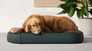 <span class=keywords><strong>Top</strong></span> Lieferanten Kunden spezifische Designer Ortho pä dische Hunde betten Memory Foam wasch bares Haustier bett für große Hunde - Product Image 5