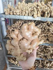 Jengibre Fresco, Vegetales Frescos, Jengibre de Shandong, Jengibre Seco <span class=keywords><strong>en</strong></span> Rodajas, Jengibre <span class=keywords><strong>en</strong></span> Polvo, Jengibre Seco - Product Image 4