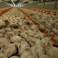 Mangeoire et abreuvoir pour volaille, poulet, oiseau, poule, gobelets, distributeur automatique pour agriculture