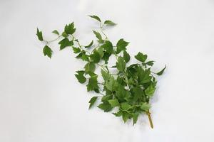Plantas Artificiales de Alta Simulación, Guirnalda de Enredadera, Follaje de Morera Colgante <span class=keywords><strong>para</strong></span> Pérgola, Valla, Patio, Decoración Rústica - Product Image 4