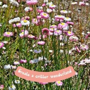 งานฝีมือแฮนด์เมดในร่มชุดระเบิด semilla Hello Daisy Meadow 3 X - Product Image 5