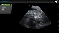 Système d'échographie Doppler couleur EUR VET avec sonde ultra-claire 3D/4D/TDI/Auto IMT/Elastograph pour la capture d'images