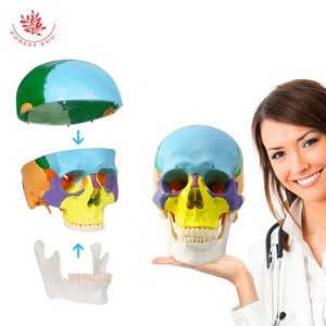 Mô hình sọ người frt021 khoa học y tế khớp nối bắt buộc ba răng có thể tháo rời mô hình hộp sọ - Product Image 4