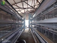 Cage à poules pondeuses automatique de type H, galvanisée à chaud, multi-niveaux, capacité 80 000 oiseaux, assemblage facile, longue durée de vie, nouvelle cage avicole