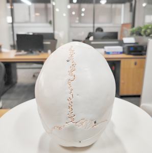 Modelo de <span class=keywords><strong>cráneo</strong></span> Digital etiquetado con sutura de hueso grande Natural DARHMMY con 3 piezas para ciencia médica - Product Image 4