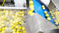 RVS Passievrucht Reinigings- en Sorteerapparatuur Fruit Polijst-, Was-, Sorteer- en Verwerkingslijn