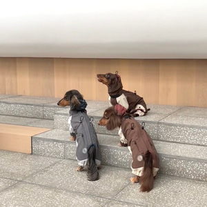 <span class=keywords><strong>Impermeable</strong></span> Personalizado con Capucha para Perros Dachshund, Chaqueta Reflectante para Mascotas de Raza Pequeña - Product Image 2