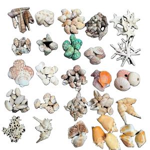 เปลือกหอยสังข์สำหรับตกแต่งบ้านงานฝีมือระดับพรีเมียมสำหรับตกแต่งบ้านงานแต่งงานกลางเปลือกหอยศิลปะแบบ DIY - Product Image 4