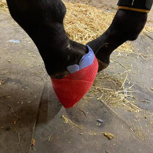 हार्स देखभाल इक्वाइन पट्टी खुर के लिए कास्टिंग सामग्री दौड़ घोड़े जूते इक्वाइन Hooves - Product Image 6