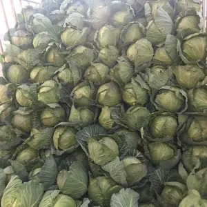 Chinese Factory Supply New Crop Of Fresh Vegetables Fresh Round And Flat Cabbages By Chinese Cabbage Seeds Price For Sale