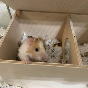 Casetta per Criceti in Legno Sostenibile e di Lusso, Multi-Scomparto, Impermeabile, Gabbia Pieghevole Moderna per Esterni, Rifugio Solido per Piccoli Animali - Product Image 3