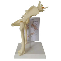 Modèle d'enseignement d'anatomie canine vétérinaire, modèle articulaire malade de chien, modèle d'articulation de la hanche de chien avec modèle de fémur