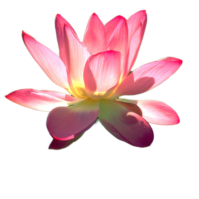 Customized PET Lenticular Card Sheets for Flip & Depth Card Printing Premium Packaging & Printing Services