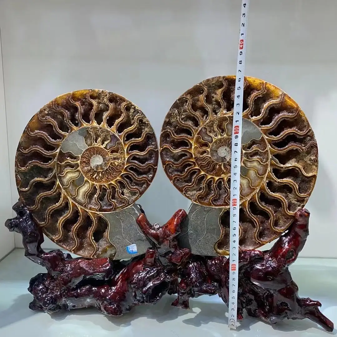 WEIFENG pierre naturelle minéraux ammonite fossile cristal artisanat ammonite pour la décoration de la maison