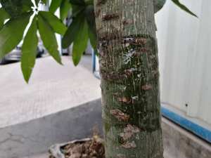 Pegamento de banda de árbol adhesivo de fusión en caliente Trampas para insectos ESTADO DE Gel de prevención de daños efectivo para <span class=keywords><strong>control</strong></span> de plagas de hormigas voladoras - Product Image 6