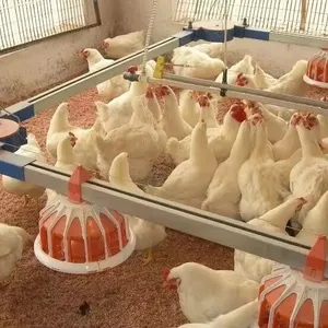 Hoàn toàn tự động Gia cầm Gà uống nước núm vú uống và Pan hệ thống cho ăn cho gà trang trại