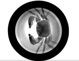 Veterinaire Medische Radiologie Afbeelding System Bedrade Digitale X-Ray Flat Panel Voor X Ray