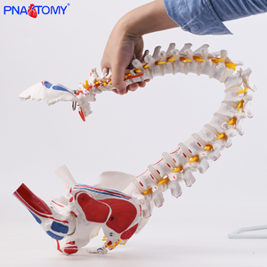 85 सेमी लचीला मानव रीढ़ की हड्डी के सिर और मांसपेशियों के सम्मिलन कंकाल पेल्विस अस्थि मज्जा शरीर - Product Image 3