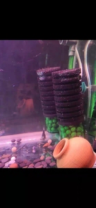 <span class=keywords><strong>Filtre</strong></span> à éponge bio silencieux QANVEE à double tête |   <span class=keywords><strong>Filtre</strong></span> pour aquarium de poissons rouges et crevettes <span class=keywords><strong>Betta</strong></span> QS-100/100A/200/200A - Product Image 4