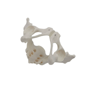 Menschliches weibliches Becken-Skelettmodell mit beweglichem Hüftbein, Ischium, Schambein, Kreuzbein und Steißbein für Geburtshilfe, Orthopädie und medizinische Lehre. - Product Image 5