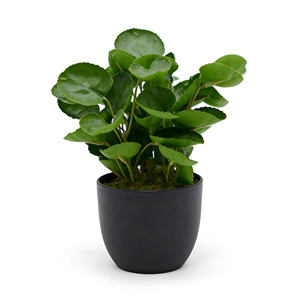 Yüksek Kaliteli Yapay Yuvarlak Yapraklı Bonsai Para Ağacı Sahte Fabian Aralia Plastik Bitki Saksıda İç Mekan Masa Üstü ve Raf Dekorasyonu İçin - Product Image 5