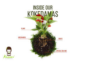 Country Style <span class=keywords><strong>Sansevieria</strong></span> Moonlight Kokedama Kit con bola de musgo para piso usando macetas y jardineras para jardín urbano - Product Image 4