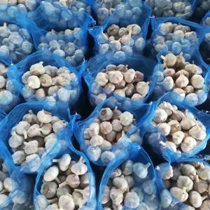 Nouveau Croup Ail Chinois Légumes Frais Ajo Ail Alho Ail Blanc Normal 5.5cm Avec Un Prix Compétitif - Product Image 1