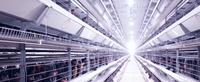 Nouvelle poulailler automatique de type H à énergie solaire et cage à poulettes avec structure en acier galvanisé pour usage agricole