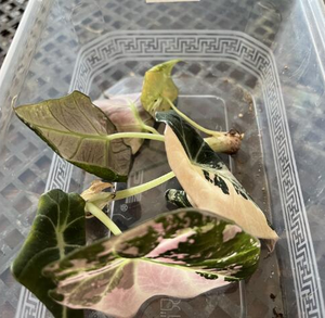 Piante di Alocasia Black Velvet Variegata Coltivate in Laboratorio - Piante da 3-5 cm per Vendita all'Ingrosso, Fogliame Raro Rosa-Verde - Product Image 6