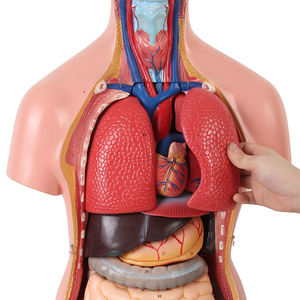 Equipo de ayuda para enseñanza de órganos médicos, esqueleto, cuerpo médico, anatomía, <span class=keywords><strong>torso</strong></span> humano - Product Image 5