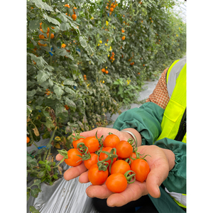 Dolce succosa piccola ciliegia gialla pomodoro frutta fresca cina frutta - Product Image 3