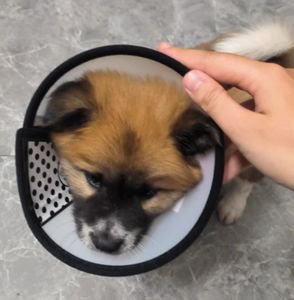 <span class=keywords><strong>Collar</strong></span> para Perro o Gato Elizabeth, Anti-Lamido, de Plástico Suave, Estilo Princesa, Monocromático, Sin Decoración, para Todas las Estaciones - Product Image 6