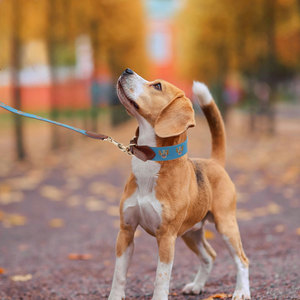 Set di Guinzaglio e Collare per Cani in Pelle con Logo Ricamato Personalizzabile di Grande Successo - Product Image 6