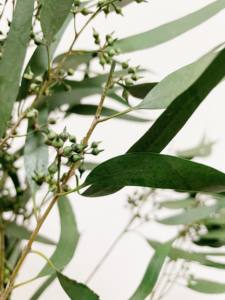 Real Exotica Eucalipto Flor Preservada Plantas de Flores Secas para Floristerí<span class=keywords><strong>a</strong></span> Suministros para Eventos en Casa Bodas Navidad Dí<span class=keywords><strong>a</strong></span> DE LA Madre - Product Image 5