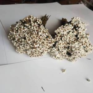 Vente chaude Ins Oxeye Daisy fleurs séchées conservées pour la maison <span class=keywords><strong>de</strong></span> mariage noël Halloween décor pour l'obtention du diplôme saint valentin - Product Image 5