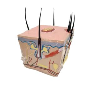 Modelo Anatómico de PVC de Alta Calidad para la Enseñanza del Proceso de Crecimiento del Cabello, Alopecia, Trasplante Capilar, Foliculitis y Nervio Capilar - Product Image 1