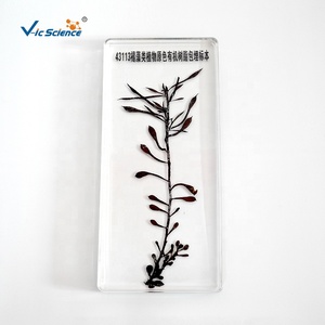 Espécimen de incrustación de bloques de Lucite transparente, espécimen de resina transparente, espécimen incrustado de resina de algas marrones - Product Image 1
