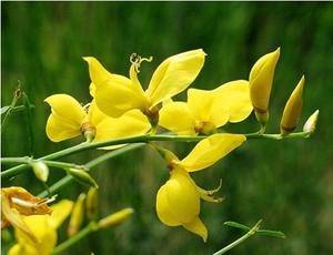 공장 공급 제니스타 팅토리아 추출물 제니스테인 분말 CAS 번호 446-72-0 제니스테인 - Product Image 6